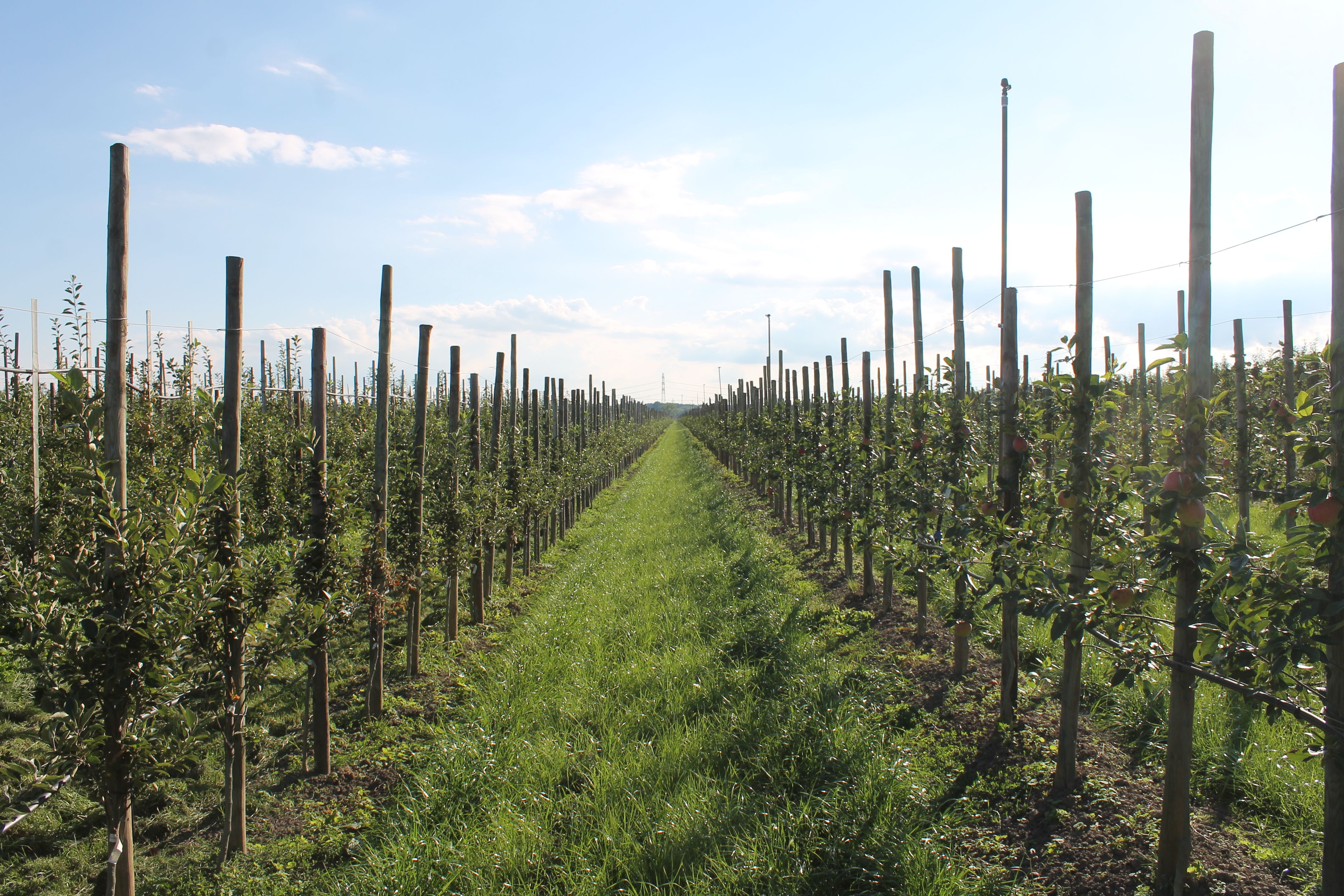 Obstland Ehlers Shop
