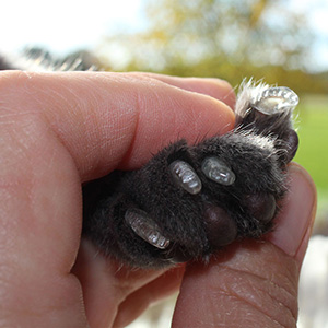 Tierverhaltenstherapie-Shop